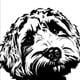 Great Glen Australian Labradoodles