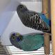 Bro Budgies