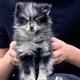 njcmircochipping68