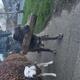 Puppy&rsquo;s