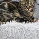 catrescuerehoming