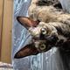 Essex cosmic devon rex
