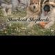 Shawhead Shepherds