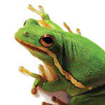  Frogs & Amphibians
