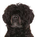 Portuguese Water Dog
