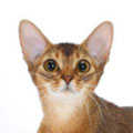 Abyssinian
