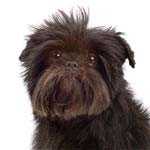 Affenpinscher
