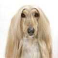 Afghan Hound