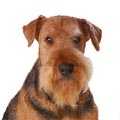 Airedale Terrier