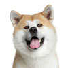 Japanese Akita