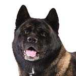 Akita