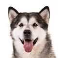 Alaskan Malamute