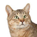 American Bobtail