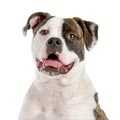 American Bulldog