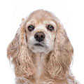 American Cocker Spaniel