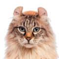 American Curl