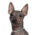 American Hairless Terrier