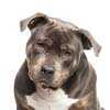 American Pocket Bully