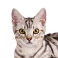 American Shorthair