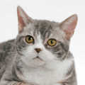American Wirehair