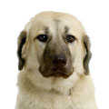Anatolian Shepherd