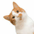 Arabian Mau
