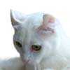 Arctic Curl