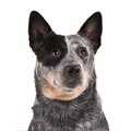 Australian Cattle Dog