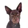Australian Kelpie