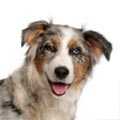 Australian Shepherd