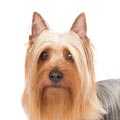 Australian Silky Terrier