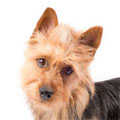Australian Terrier