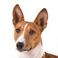 Basenji