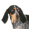 Basset Bleu de Gascogne