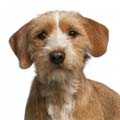 Basset Fauve De Bretagne