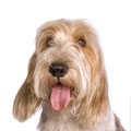 Basset Griffon Vendeen