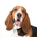 Basset Hound