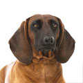 Bavarian Mountain Hound