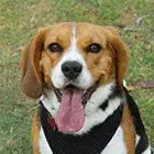 Beaglier