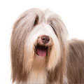 Bearded Collie