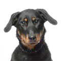 Beauceron