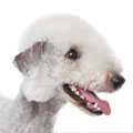 Bedlington Terrier