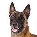 Belgian Shepherd
