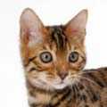 Bengal