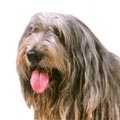 Bergamasco