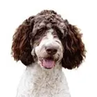 Bernedoodle
