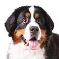 Bernese Mountain Dog