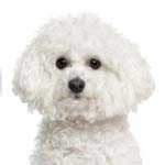 Bichon Frise
