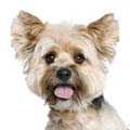 Biewer Terrier