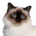 Birman